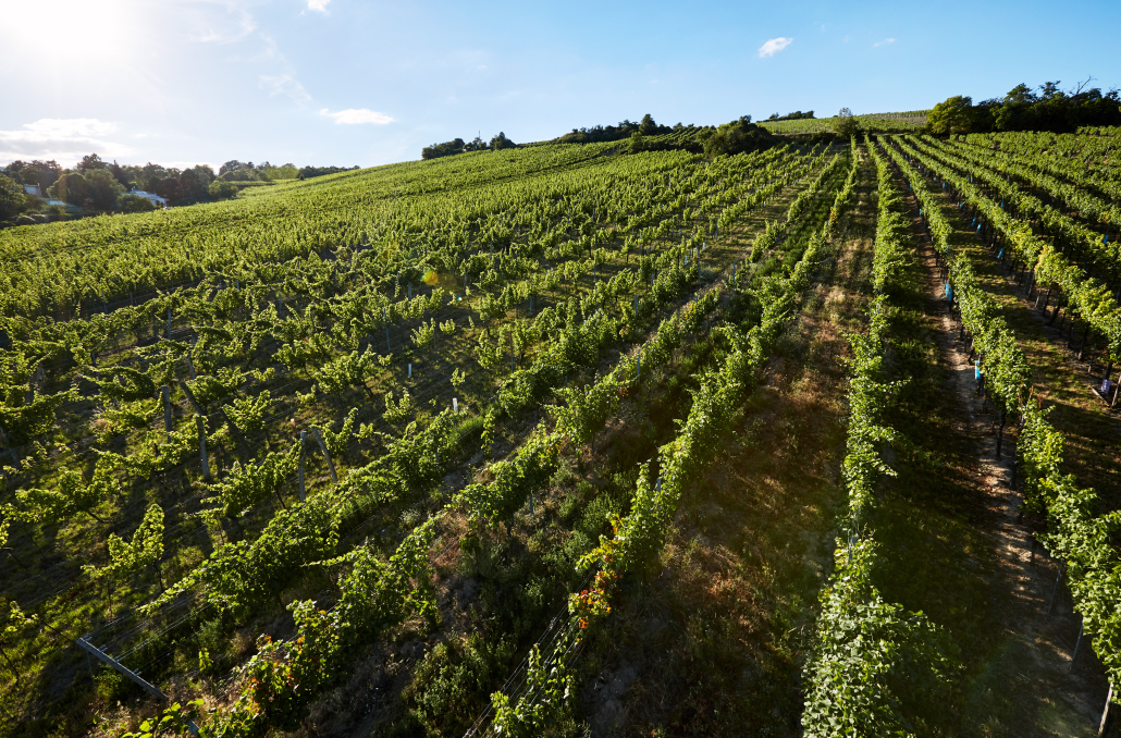Ried Preussen,  Nussdorf, Döbling, Wien