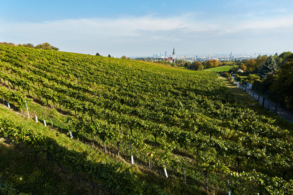 Blick von der Weinlage "Schenkenberg" auf den Kaasgraben, Döbling, Wien
